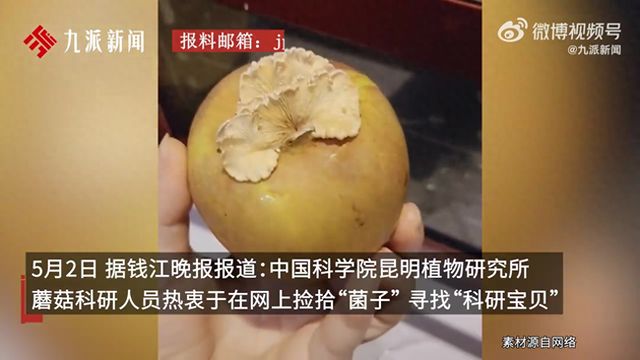 菌王：可遇不可求越是反常越有科研潜力麻将